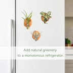 MITIME Magnetic air Plant Holder Refrigerator Sticker, Natural Wood Irregular Shape air Plant Wall Mount Holder. Refrigerator, Wall Decoration.Living Rooms, and Kitchens (Cypress Wood, 3)