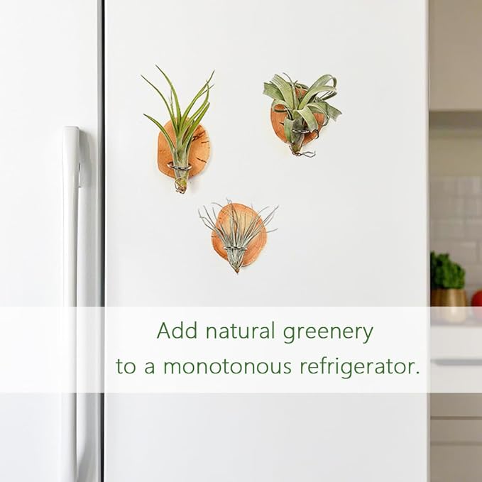 MITIME Magnetic air Plant Holder Refrigerator Sticker, Natural Wood Irregular Shape air Plant Wall Mount Holder. Refrigerator, Wall Decoration.Living Rooms, and Kitchens (Cypress Wood, 3)