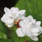 2 Jasmine Plants Live, Climbing Jasmine Flower Plant, Zone 4 to 11, 5 to 7 Inc in Height (Maid of Orleans)