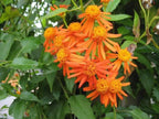 Mexican Flame Vine Live Plants | Pack of 2 (Two) | 5-9" Tall | Senecio Confusus | Orange Glow Vine | Fast-Growing Climbing Monarch Butterfly Magnet | Heat Tolerant Trellis & Fence Cover