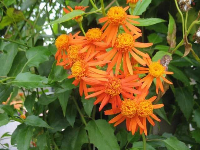 Mexican Flame Vine Live Plants | Pack of 2 (Two) | 5-9" Tall | Senecio Confusus | Orange Glow Vine | Fast-Growing Climbing Monarch Butterfly Magnet | Heat Tolerant Trellis & Fence Cover