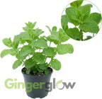 Mojito Mint Plants Live, Mint Plants for Inside and Home Décor, 3-Inch Potted Fresh Herb for Kitchen Gardens and Indoor Outdoor Growing