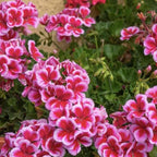 Set 2 Geranium Plants Live, 4-9 Inches Tall, Hardy Flowering Geraniums for Garden or Pots, Fragrant Perennial Blooms (Rose Geranium)