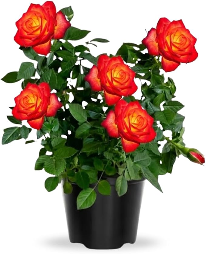Rose Live Plant, Roses Flower Plant, Fragrant Flower for Planting, 4-6 Inches Tall, Bush Shrub Plants, Well Rooted, Ready to Grow (Red Orange Rose)