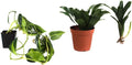 Josh's Frogs White's Tree Frog Vivarium Bioactive Plant Kit (18x18x24 Terrarium)