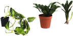 Josh's Frogs White's Tree Frog Vivarium Bioactive Plant Kit (18x18x24 Terrarium)