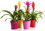 Organic Bromeliad Soil Mix by Gardenera - Provide The Best Growing Medium for Your Plants - 2 QUARTS