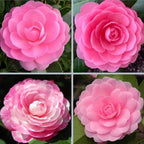 Camellia Plants Live, Rare Camellias Tree Live Plant, Vibrant Flower Shrub, Well-Rooted in Pot, Indoor Outdoor Flowering Zones 7-10 (Pink)