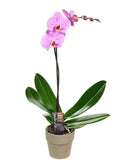 KaBloom PRIME NEXT DAY DELIVERY - Fall Collection - Live Plant Collection : Purple Orchid Plant in 5" Pot, Single Spike .Gift for Birthday, Sympathy, Valentine, Mother’s Day Fresh Flowers