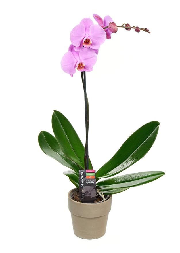KaBloom PRIME NEXT DAY DELIVERY - Fall Collection - Live Plant Collection : Purple Orchid Plant in 5" Pot, Single Spike .Gift for Birthday, Sympathy, Valentine, Mother’s Day Fresh Flowers