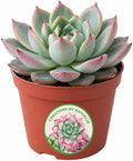 Creations by Nathalie Succulent Plants – Assorted Small Indoor Succulents, Bulk Easy Care Live Plants for Events, Wedding Favors, Home, Office & Terrariums (1)