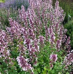 RedCrocus Whispurr Pink' Catmint Nepeta x faassenii, Bushy Perennial for Borders & Containers, Attracts Pollinators, Pet Safe, Drought Tolerant, Easy Care, 12 2 Gallon