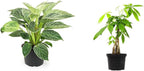 Birkin Philodendron in 6 Inch Pot for Indoor Plants Live Houseplants, Office Plants & Money Tree Plant Indoor House Plants, Chinese Money Plant Decor, Bonsai Tree Feng Shui Décor