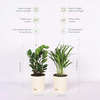 Air Purifier Indoor Plants for Home with Pots- Areca Palm & ZZ Plant