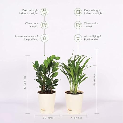 Air Purifier Indoor Plants for Home with Pots- Areca Palm & ZZ Plant