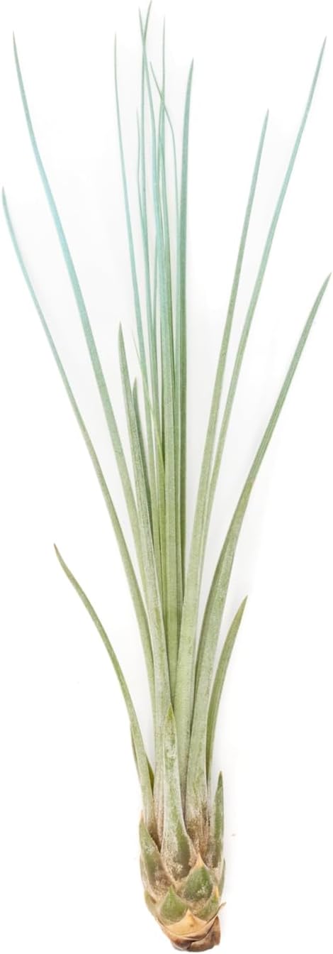 Light Blue Colorful Tillandsia Air Plants -Long Lasting Color Enhanced Live Tillandsia Succulent House Plants - Home and Garden Decor -Easy Care Indoor/Outdoor Plants (Juncea, Single)