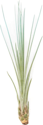 Light Blue Colorful Tillandsia Air Plants -Long Lasting Color Enhanced Live Tillandsia Succulent House Plants - Home and Garden Decor -Easy Care Indoor/Outdoor Plants (Juncea, Single)