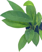 BubbleBlooms Hoya Pubicalyx in a 2 inch Pot, Live Rooted Potted Wax Plant