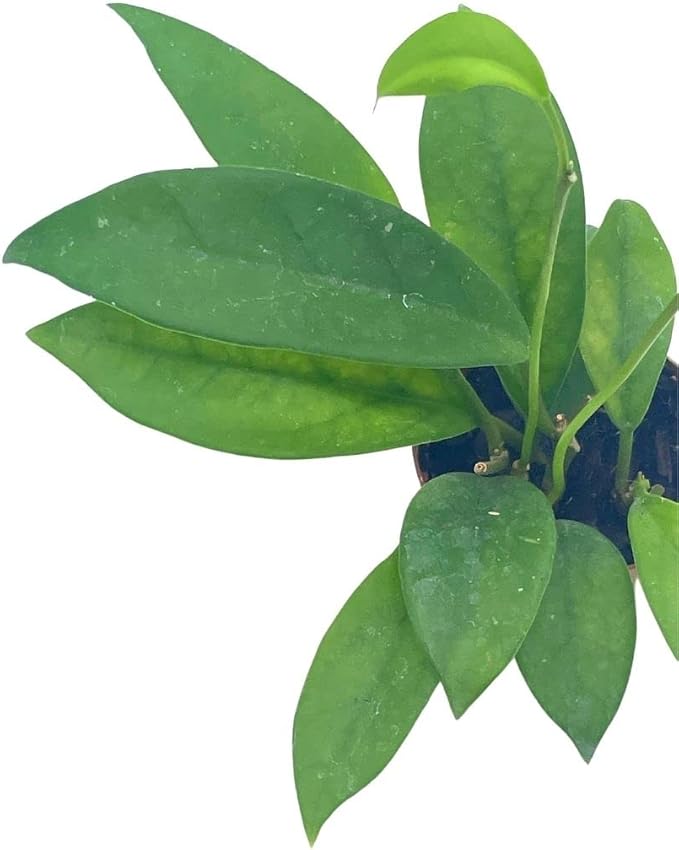 BubbleBlooms Hoya Pubicalyx in a 2 inch Pot, Live Rooted Potted Wax Plant