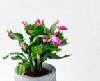 American Plant Exchange Live Christmas Cactus – 4-Inch Pot Cover – Easy Care Flowering Succulent with Festive Blooms for Holiday Home Décor, Kitchens, Offices, Patios & Indoor Displays