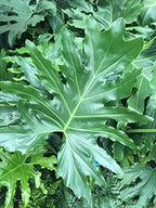Philodendron Variety Pack - 5 Live Plants in 2 Inch Pots - Grower's Choice of Rare and Elegant Indoor Houseplants