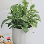 Peperomia Obtusifolia Variegated Live Plant, Baby Rubber Plant in 4'' Inch Pot, Easy-Care Peperomia Live Indoor Houseplant, Attractive Variegated Rubber Plant for Home & Office Décor