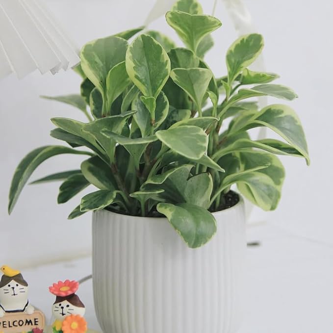 Peperomia Obtusifolia Variegated Live Plant, Baby Rubber Plant in 4'' Inch Pot, Easy-Care Peperomia Live Indoor Houseplant, Attractive Variegated Rubber Plant for Home & Office Décor