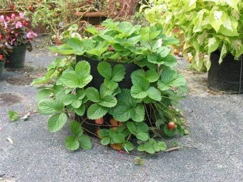Smart Pot, 65 gal, 32" x 18"
