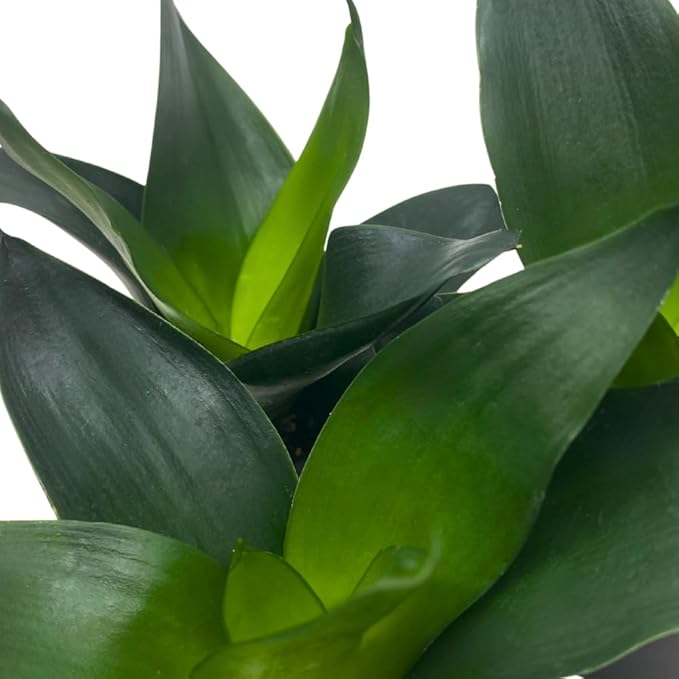 BubbleBlooms Jade Snake Plant 2 inch Set of 3 All Green Dwarf Rosette Sansevieria Tiny Mini Pixie Plants