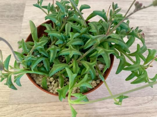Live Succulent 4" String of Dolphins, Succulents Plants Live, Succulent Plants Fully Rooted, House Plant for Home Office Decoration, DIY Projects, Party Favor Gift by The Succulent Cult