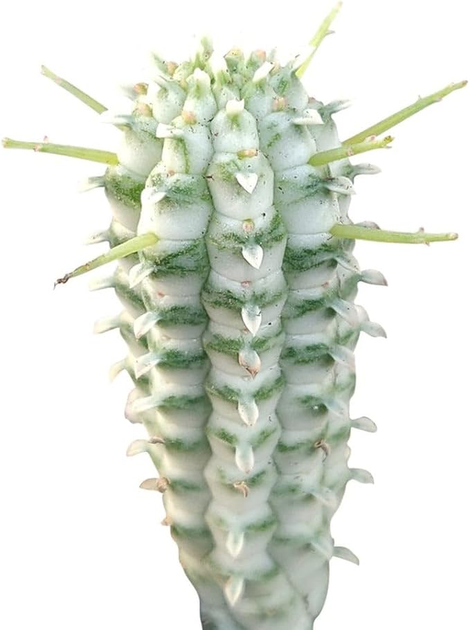 Live Cactus Plants, Fully Rooted 2-inch Cactus Succulent Plants, Rare Varieties for Gift or Home Decoration (Variegated Corn Cob Cactus)
