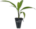 Lady Palm - Live Starter Plant in a 2 Inch Pot - Rhapis Excelsa - Beautiful Clean Air Indoor Outdoor Houseplant
