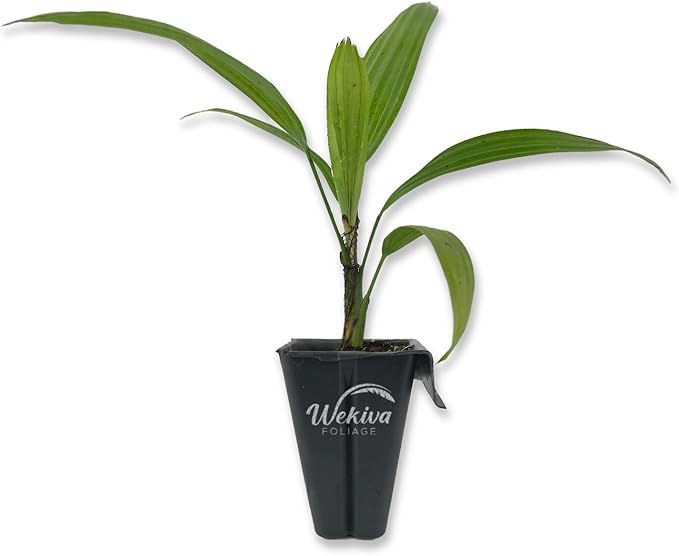 Lady Palm - Live Starter Plant in a 2 Inch Pot - Rhapis Excelsa - Beautiful Clean Air Indoor Outdoor Houseplant