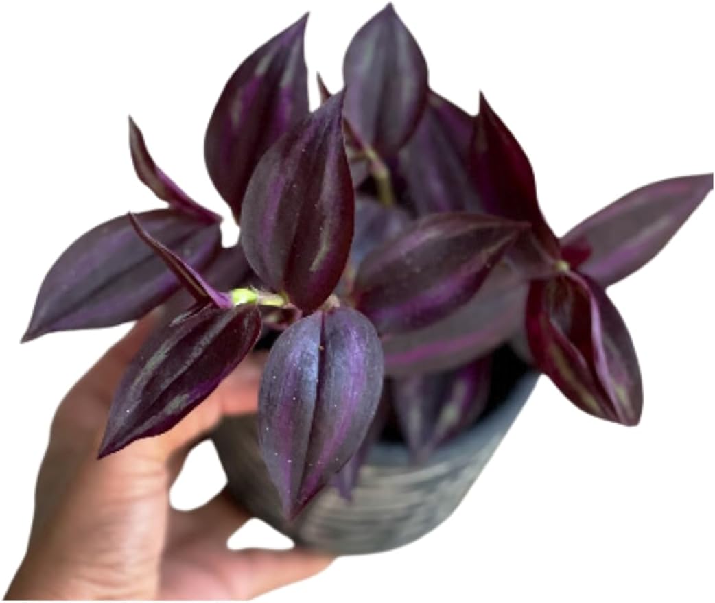 PLANTVERS Purple Jew Live Plant in a 4" Nursery Pot - Low Light Air Purifier - Low Maintenance Houseplant Gift