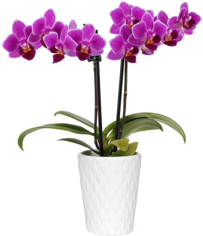 From You Flowers - Touch of Royalty Mini Orchid for Birthday, Anniversary, Get Well or Celebration