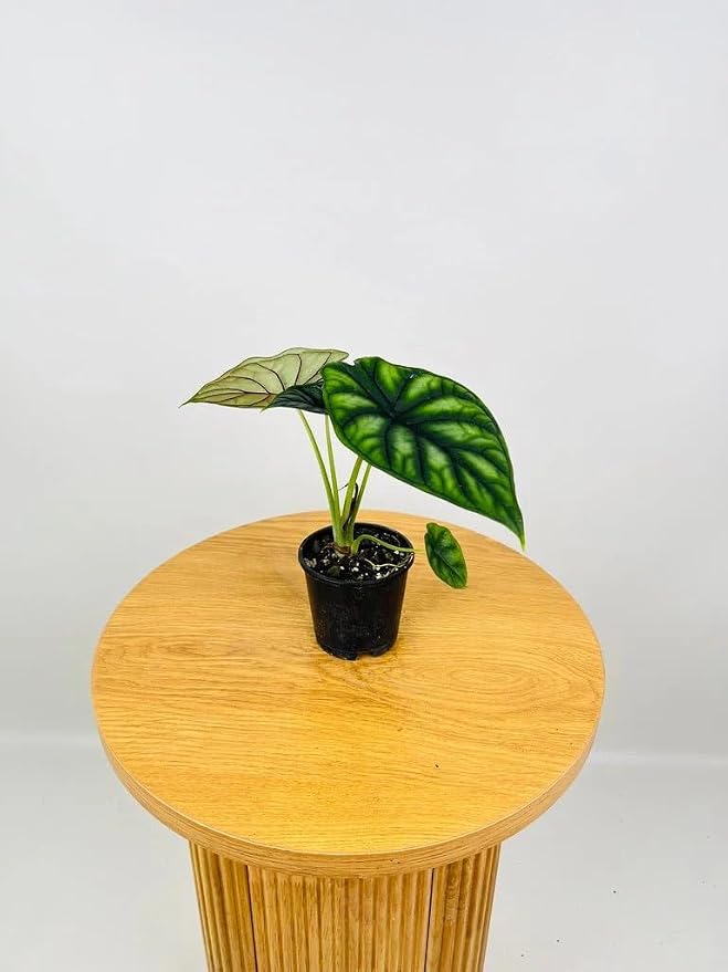 Alocasia Dragon Scale (Alocasia baginda) 5-9" Live Plant - Rare Jewel Alocasia with Highly Textured Foliage - Compact Indoor Houseplant - Collectors Favorite