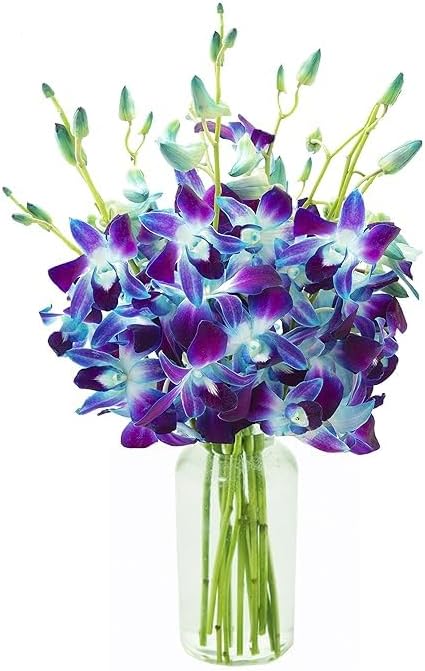 KaBloom PRIME NEXT DAY DELIVERY - Fall Collection - 10 Blue Orchid. Gift for Birthday, Sympathy, Anniversary, Get Well, Thank You, Valentine, Mother’s Day Fresh Flowers