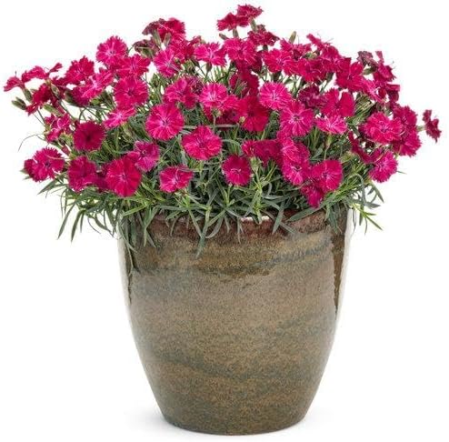 RedCrocus Dianthus 'Paint The Town Red'- Sweet William, Fragrant Border Flower, Pollinator Attractor, Easy Care, Container Plant, Pet Safe, Summer Blooms 1 Quart (Pack of 2)