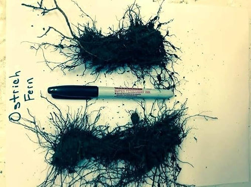10 Roots TN Otrich Glade Fern Rhizome Matteuccia Struthiopteris - Live Root Plant