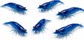 10+ Live Blue Dream Neocaridina Shrimp - Premium Freshwater Aquarium Invertebrates for Planted Tanks, Breeding Stock with Live Arrival Guarantee