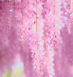Pink Wisteria Vine Live Plant – Fragrant 18" Flowers,1-Year in Pot, Hummingbird Magnet