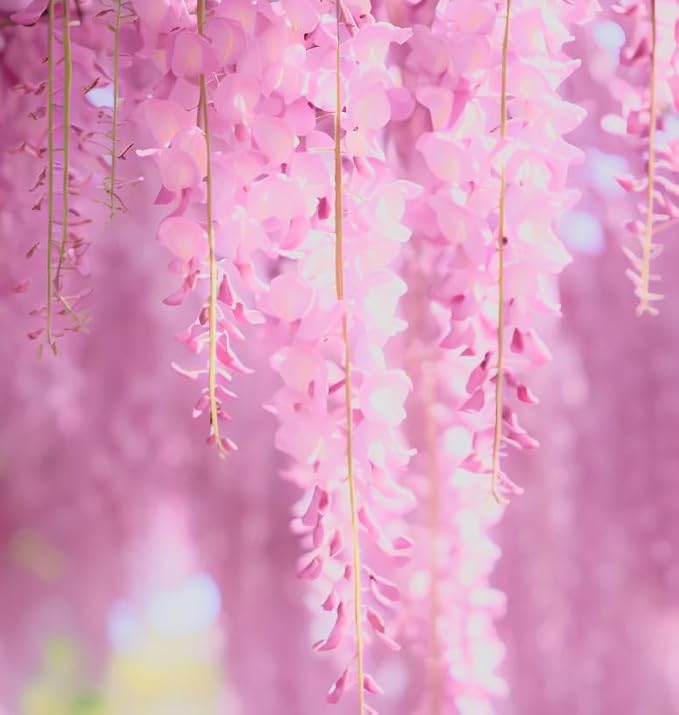 Pink Wisteria Vine Live Plant – Fragrant 18" Flowers,1-Year in Pot, Hummingbird Magnet