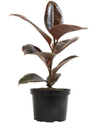 Ruby' Ficus Tree Live Plant (Variegated Rubber Plant), Ficus Elastica Live Plant Delivery, Easy Plant, Indoor Plants Live Houseplants, Real Plants, Live Plants Indoor Plant Decor by Plants for Pets