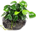 SubstrateSource Live Planted Decor - Bucephalandra Godzilla (Bucephalandra sp.) on Lava Stone - Low to Medium Light, Dark Green with Blue Iridescence, Foreground to Midground Tank Placement - 1 Pack