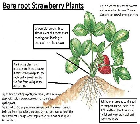 9GreenBox Seascape Everbearing Strawberry 10 Bare Root Plants - Best Flavor