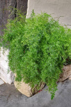 25+ Asparagus Plumosus Nanus Seeds for Planting, Heirloom Asparagus Fern Seeds, Dwarf Lace Fern Seeds, Delicate Foliage Houseplant, Air Purifying Indoor Plant, Perfect for Office Desk & Home Decor