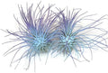 Thin Air Plant, Guatemala Tillandsia Live Airplant, Healthy Arrival Guaranteed, Great Indoor Plant, Home Decor & Gift (2 Rainbow #5)