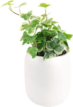 Golden English Ivy (4" Grower Pot) - Air Purifying and Live Healthy Houseplant - Easy to Grow, Easy to Care Indoor Houseplant