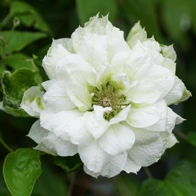 Clematis Vine Plant, Clematis Vine Plants Live in 2.5 Inch Pot, Perennial Climbing Flowers Plants Live for Outdoor Garden (Double White Flowers)