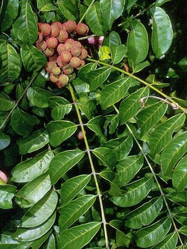 RedCrocus Natal Mahogany Trichilia Assorted- Ornamental Evergreen Tree, Fragrant Blooms, Pet Safe, Well-Suited for Gardens & Landscaping 10" Pot